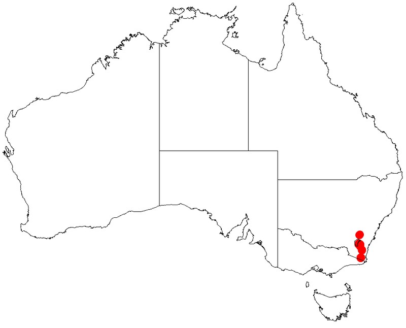 Acacia costiniana