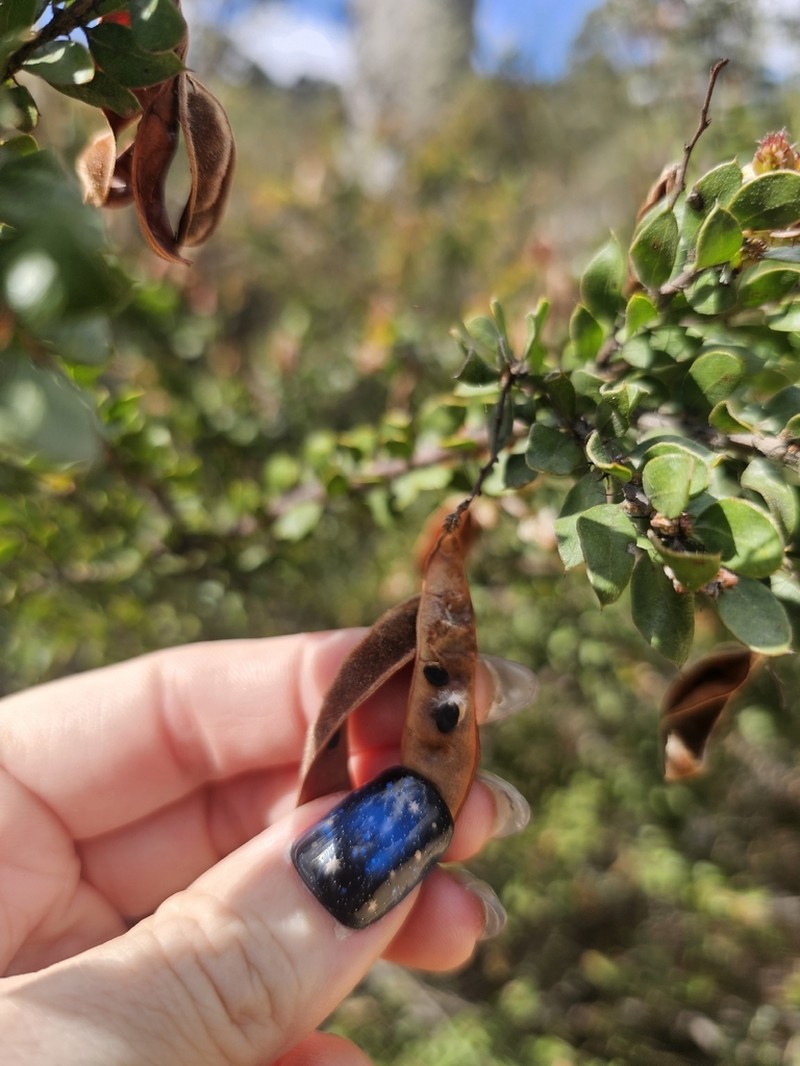 Acacia costiniana photo 2