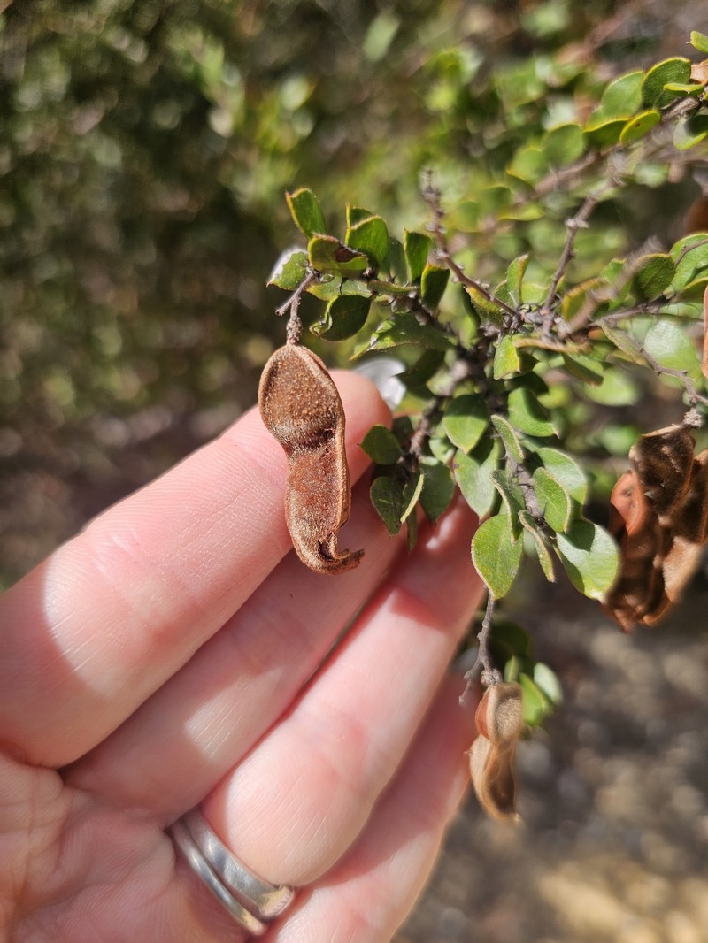 Acacia costiniana photo 3