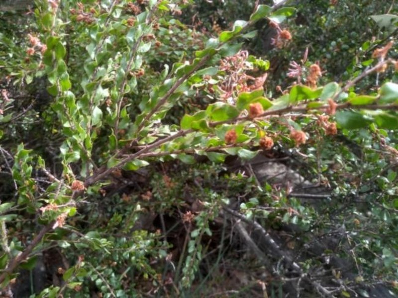 Acacia costiniana photo 4