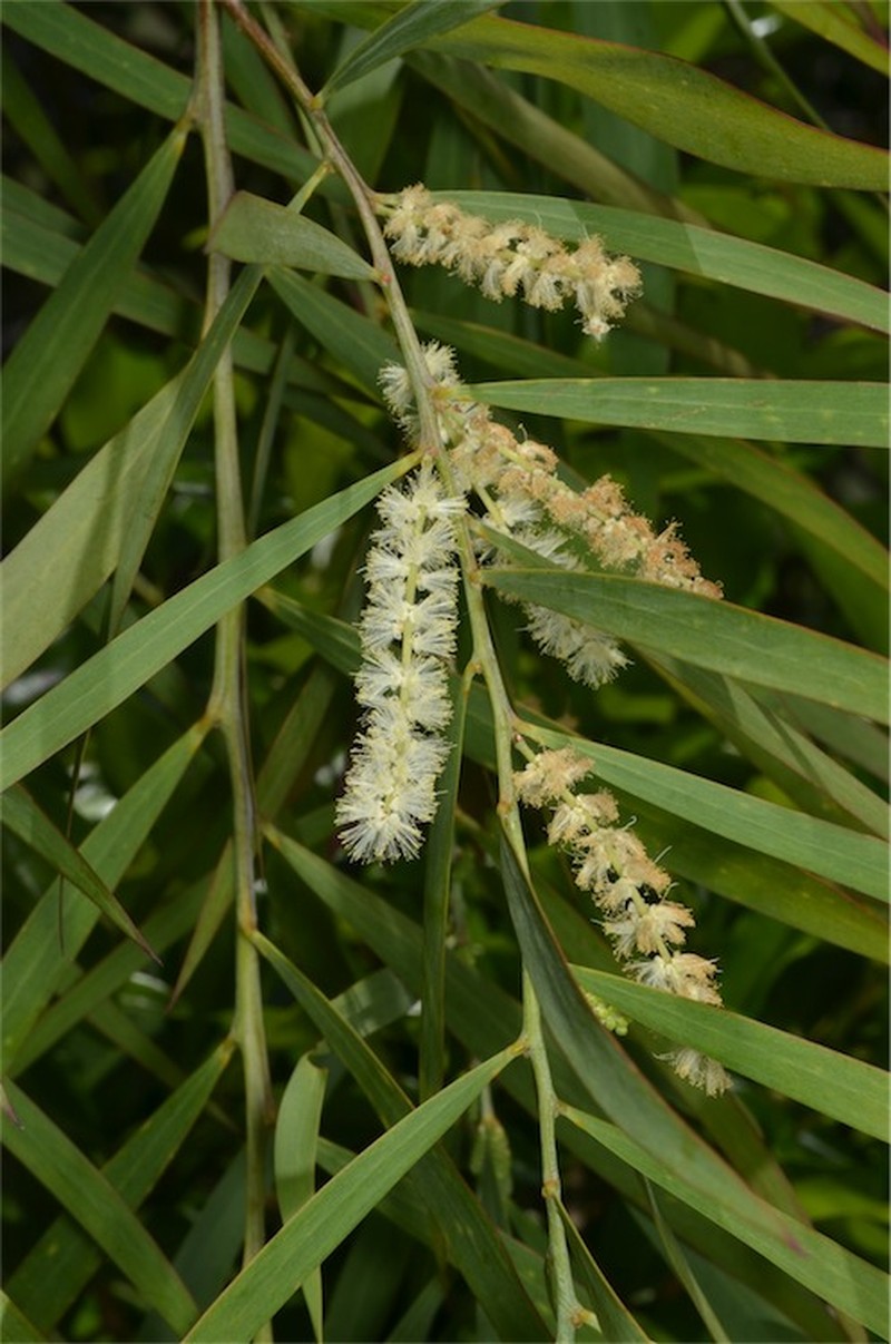 Acacia courtii