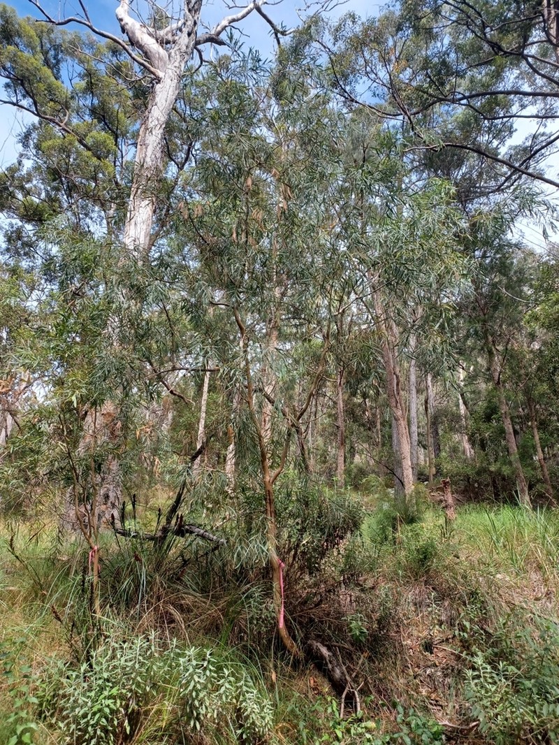 Acacia courtii photo 2