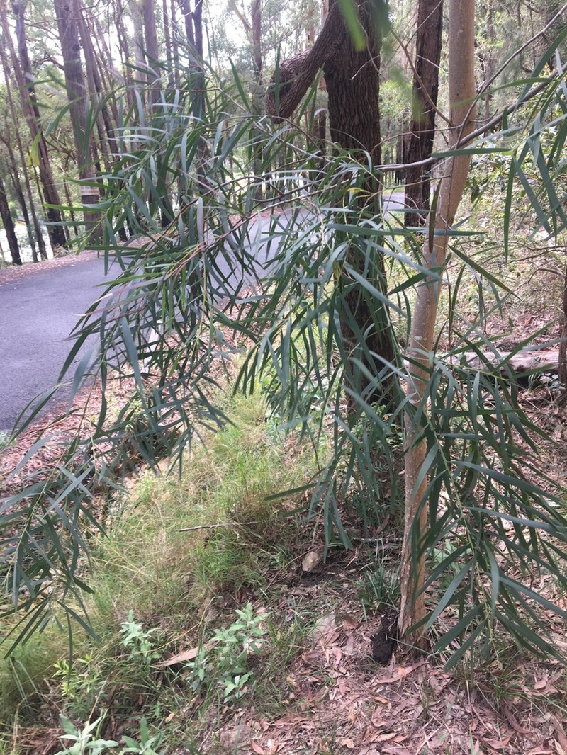 Acacia courtii photo 3