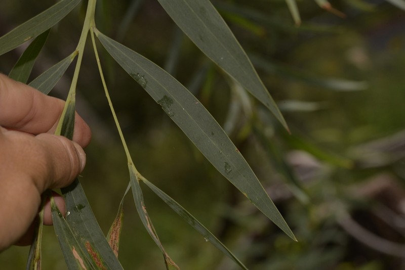 Acacia courtii photo 4