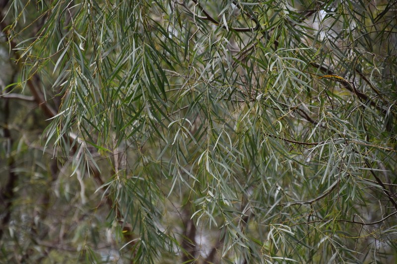 Acacia courtii photo 5