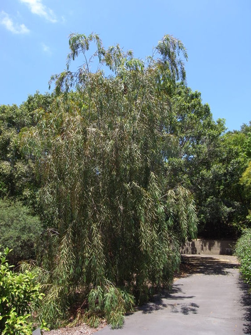 Acacia courtii photo 7