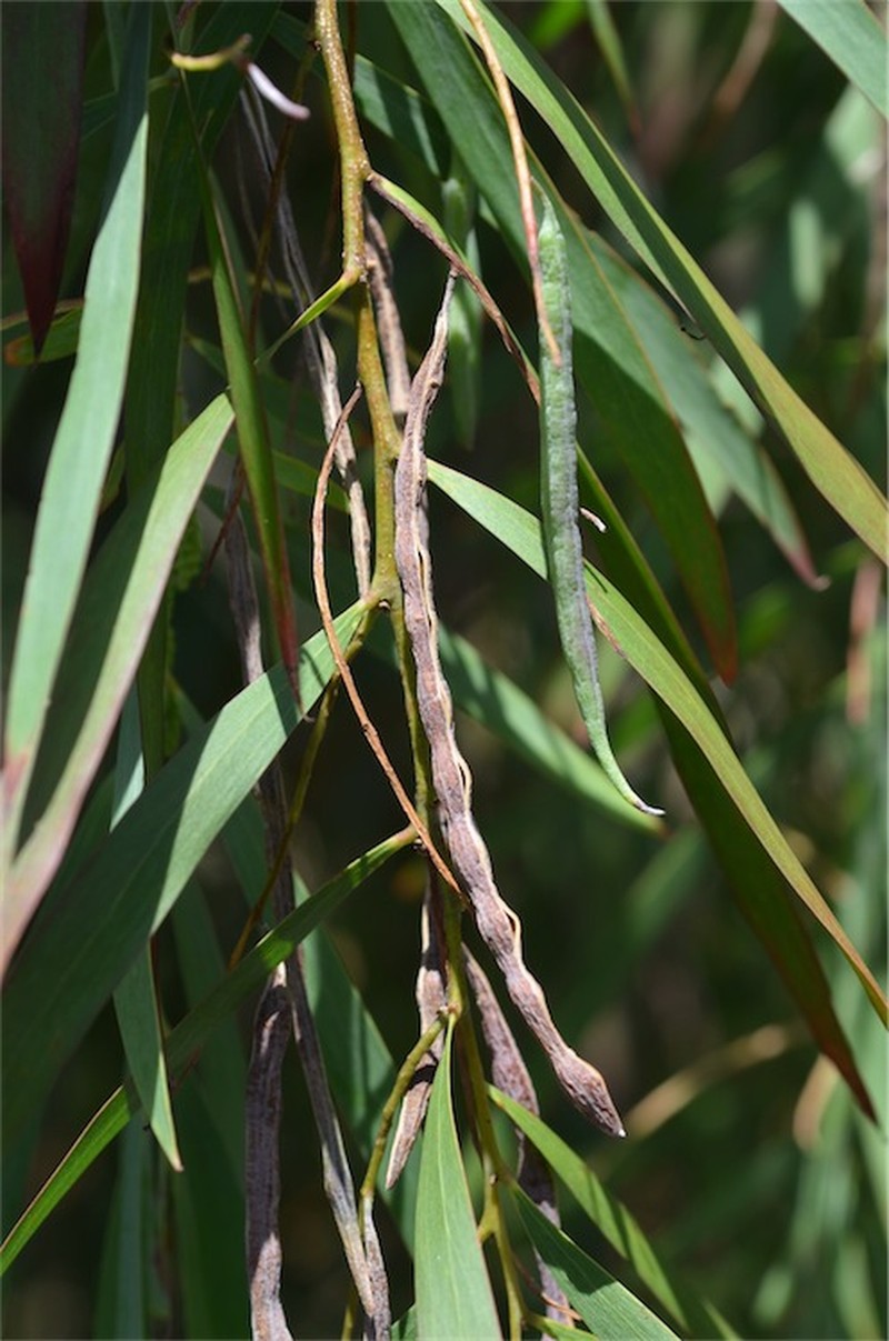Acacia courtii photo 8