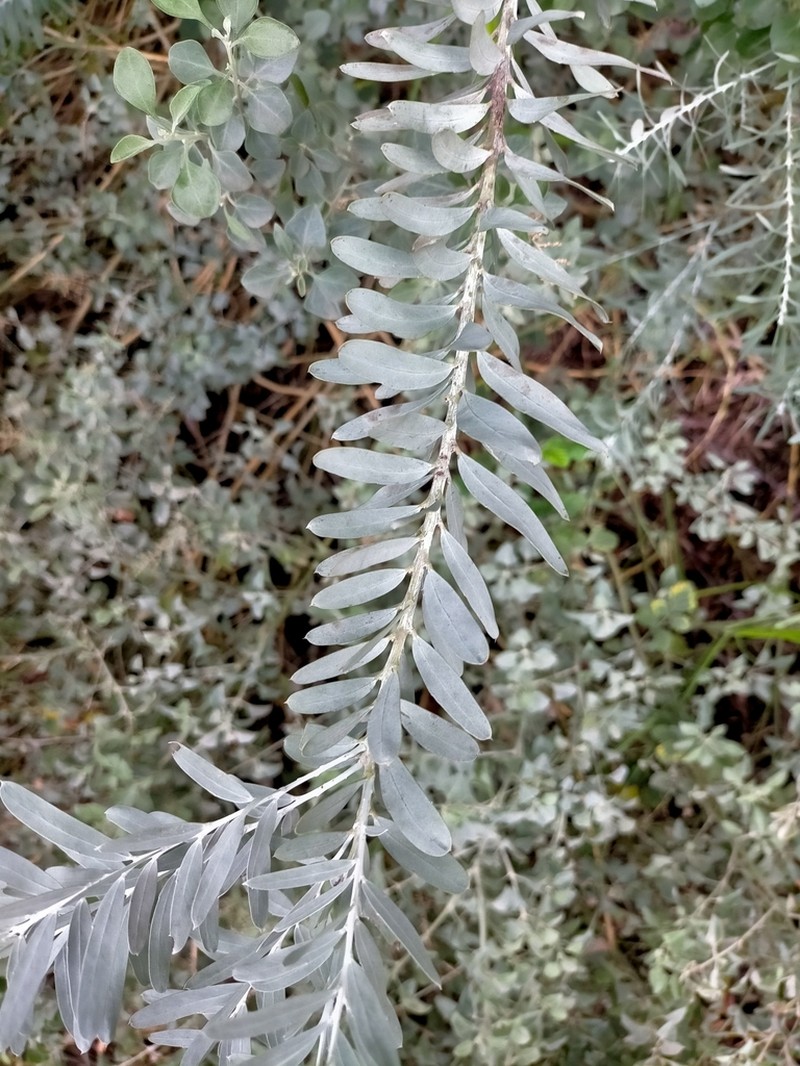 Acacia covenyi photo 2