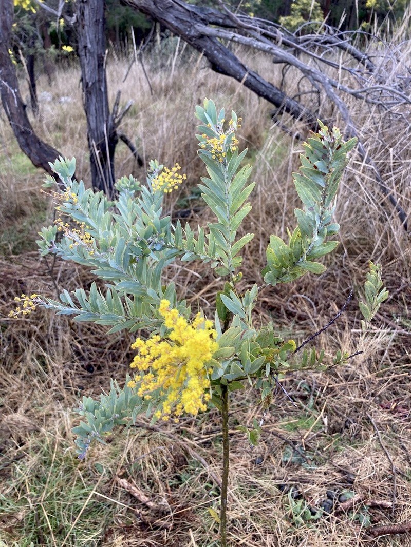 Acacia covenyi photo 3