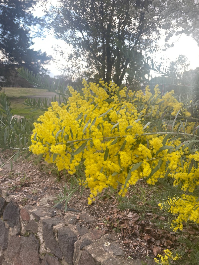 Acacia covenyi photo 5