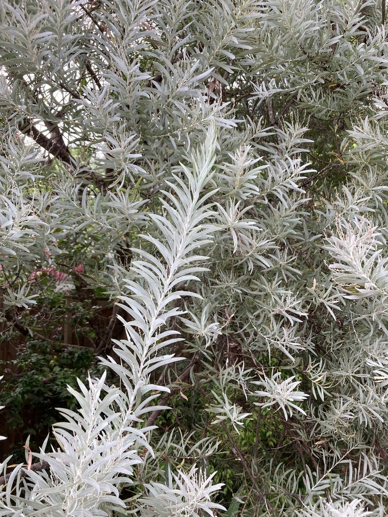 Acacia covenyi photo 7