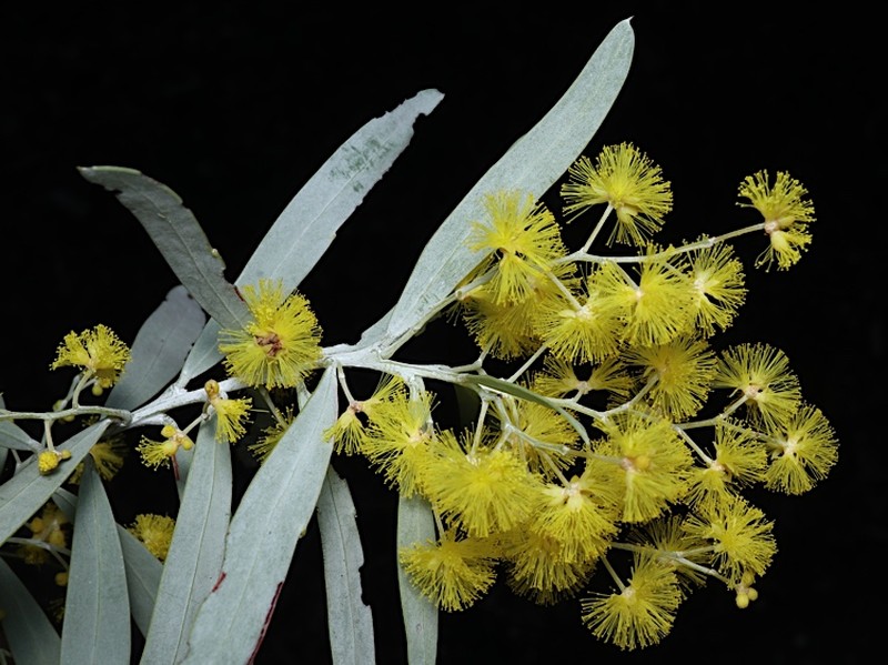 Acacia covenyi photo 8