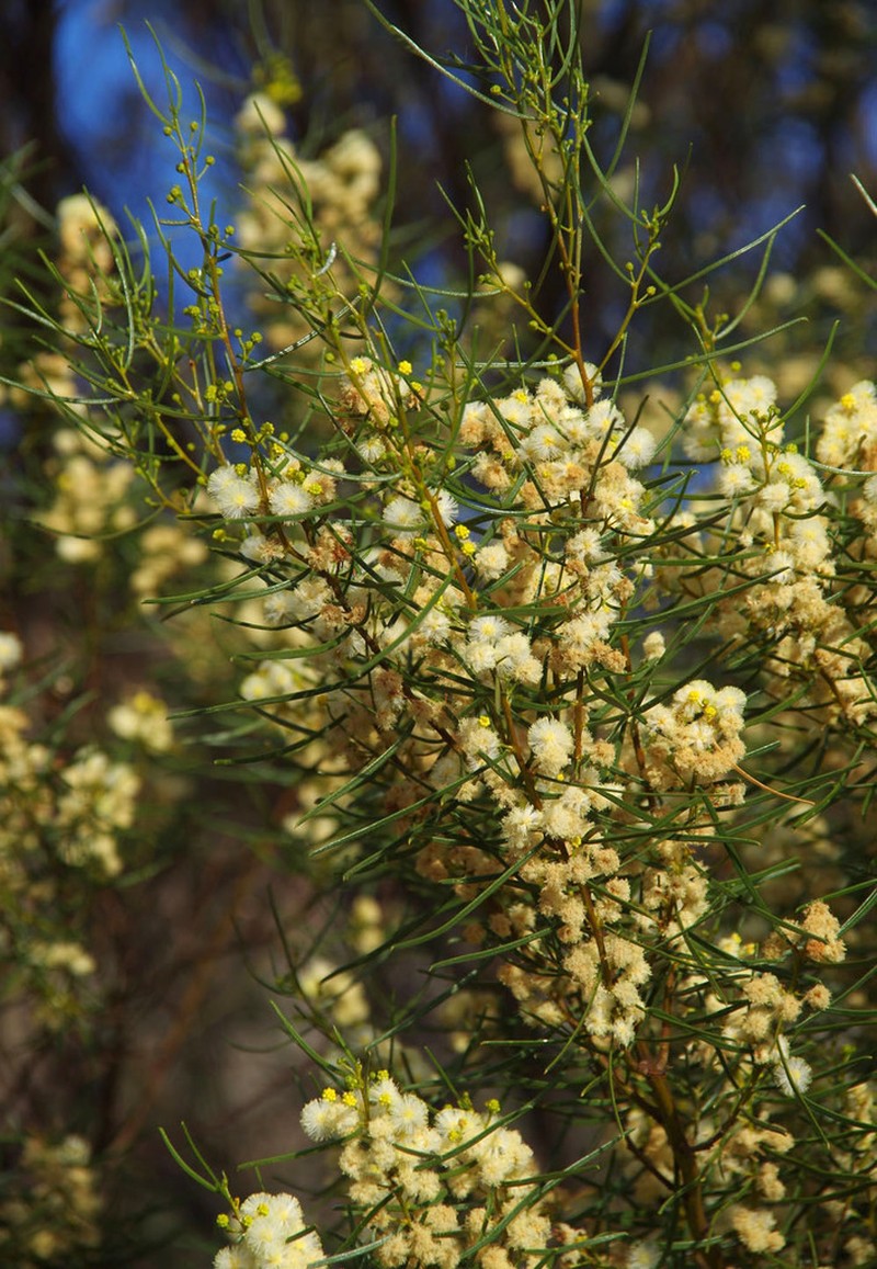 Acacia cowaniana photo 4