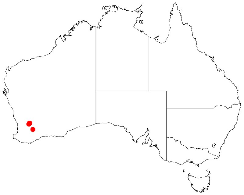 Acacia cowaniana
