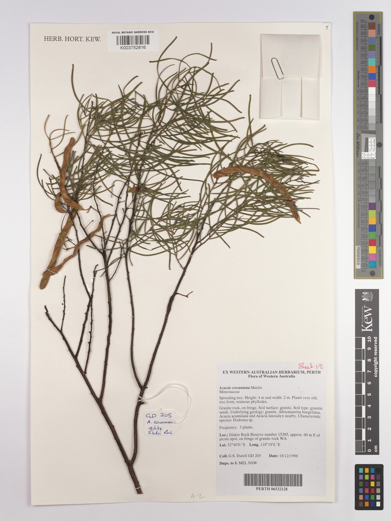 Acacia cowaniana photo 3