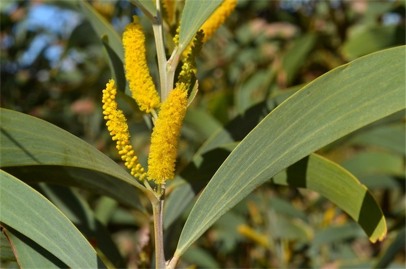 Acacia cowleana
