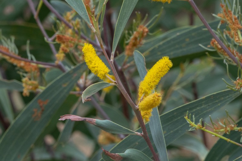Acacia cowleana photo 2