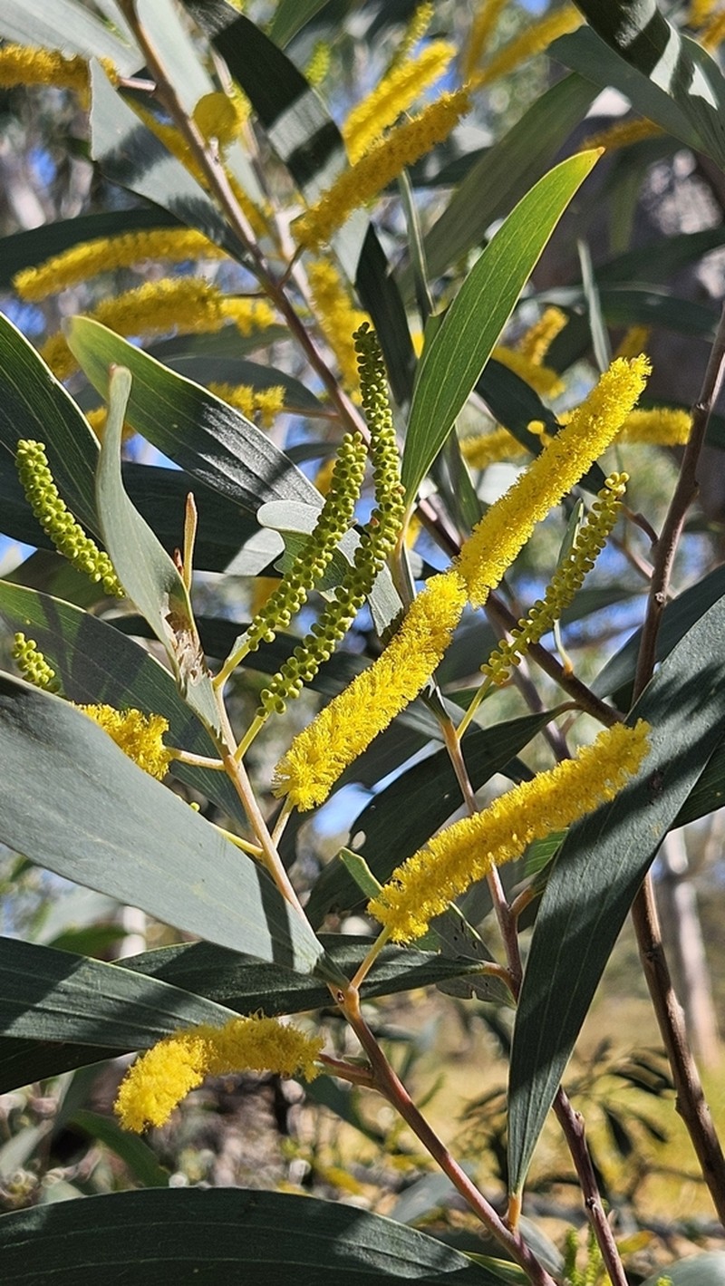 Acacia cowleana photo 3