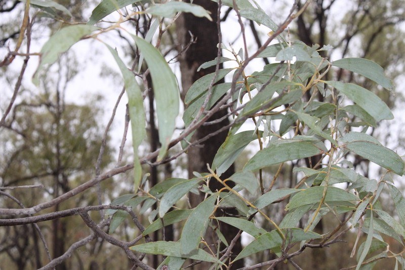 Acacia cowleana photo 4