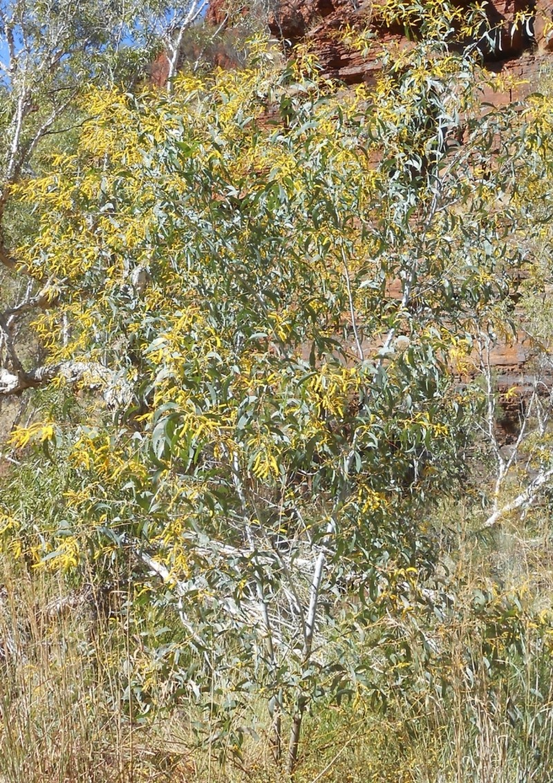 Acacia cowleana photo 5
