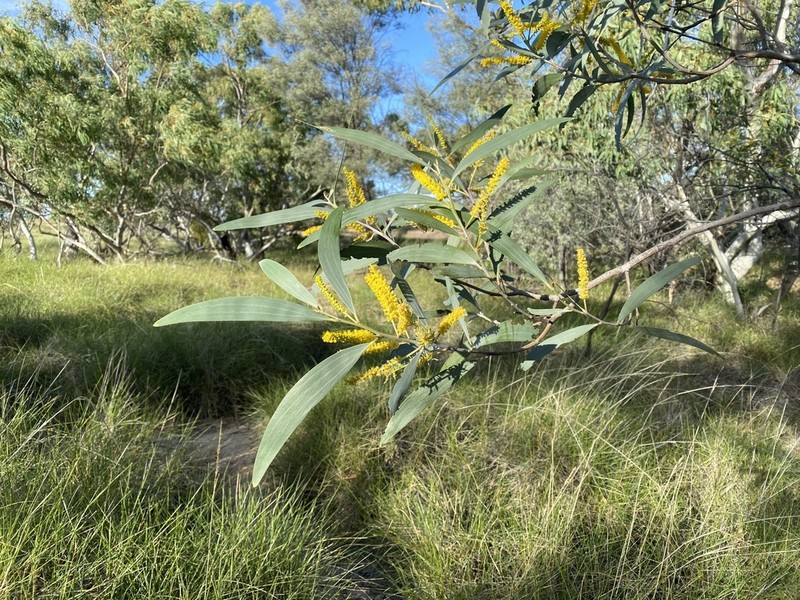 Acacia cowleana photo 6