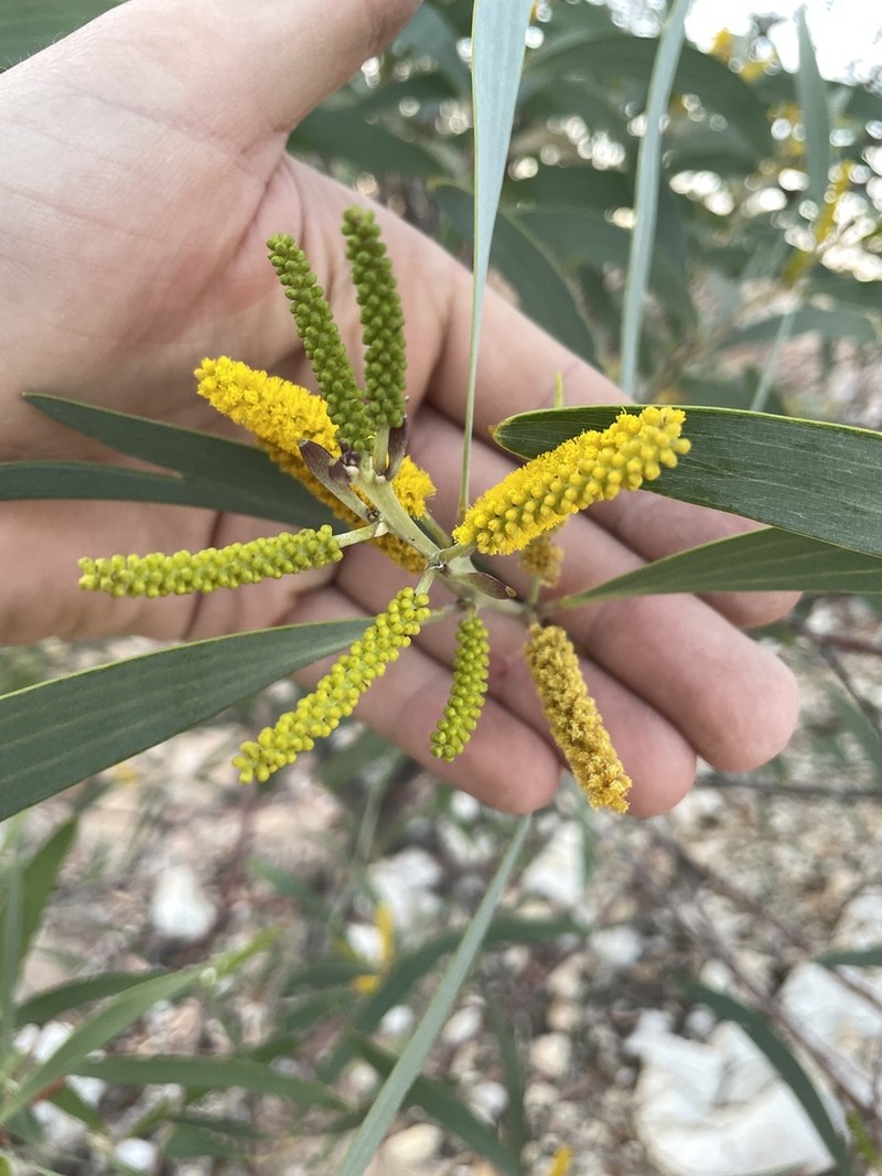 Acacia cowleana photo 7