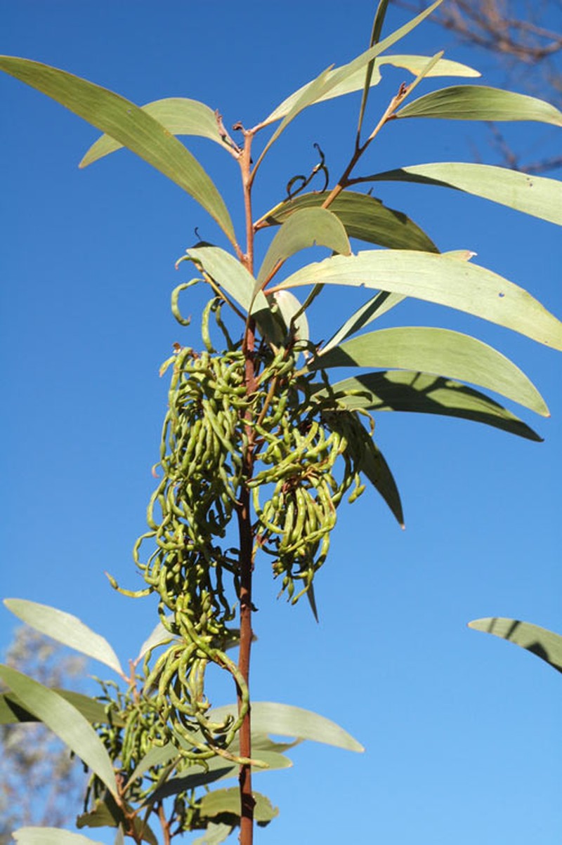 Acacia cowleana photo 8