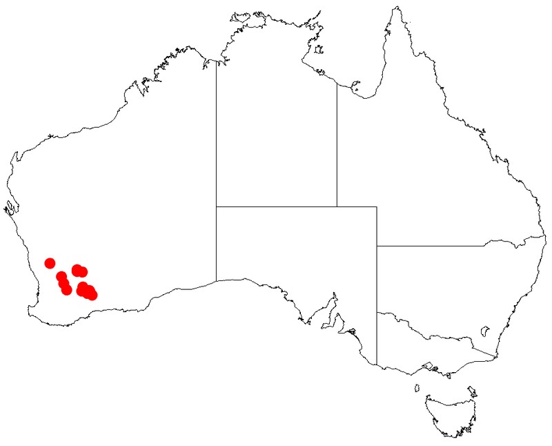 Acacia cracentis
