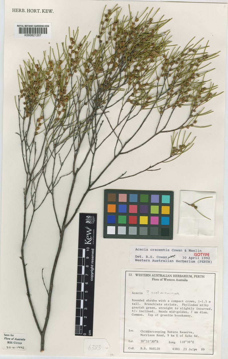 Acacia cracentis photo 2
