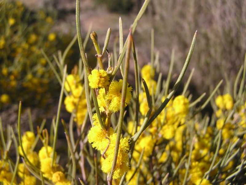 Acacia cracentis photo 3
