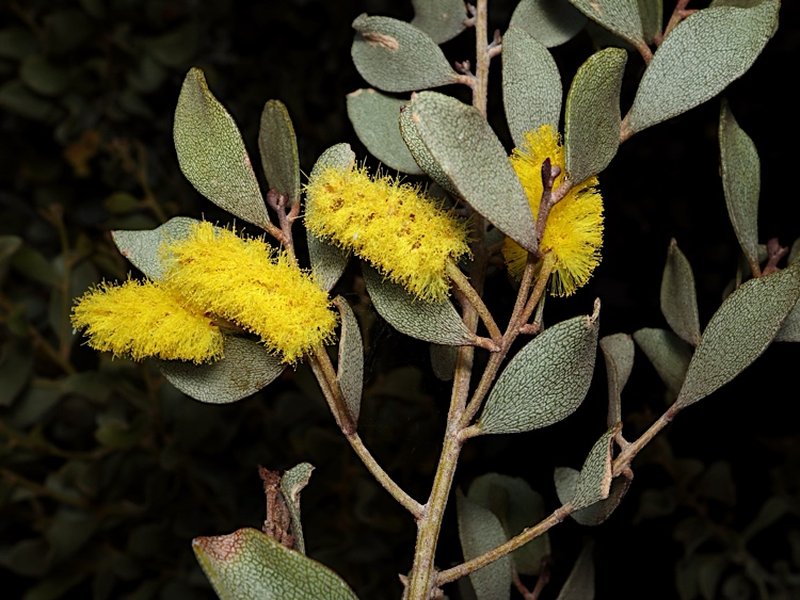 Acacia craspedocarpa