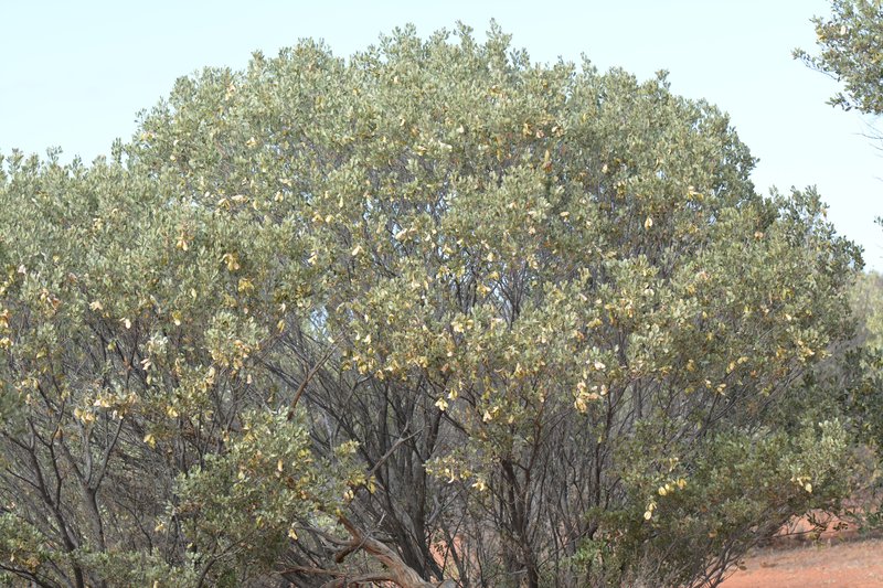 Acacia craspedocarpa photo 2