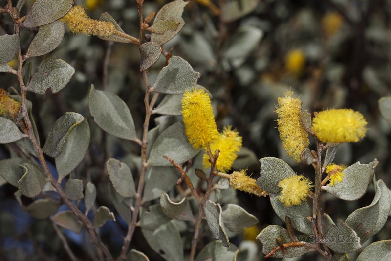 Acacia craspedocarpa photo 3