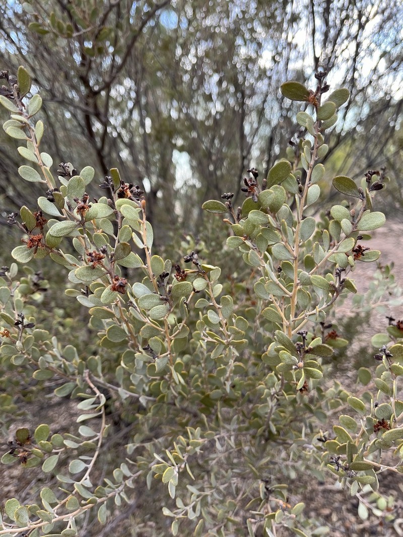 Acacia craspedocarpa photo 4
