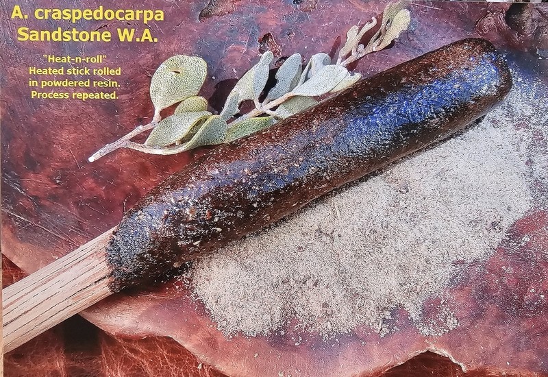 Acacia craspedocarpa photo 5