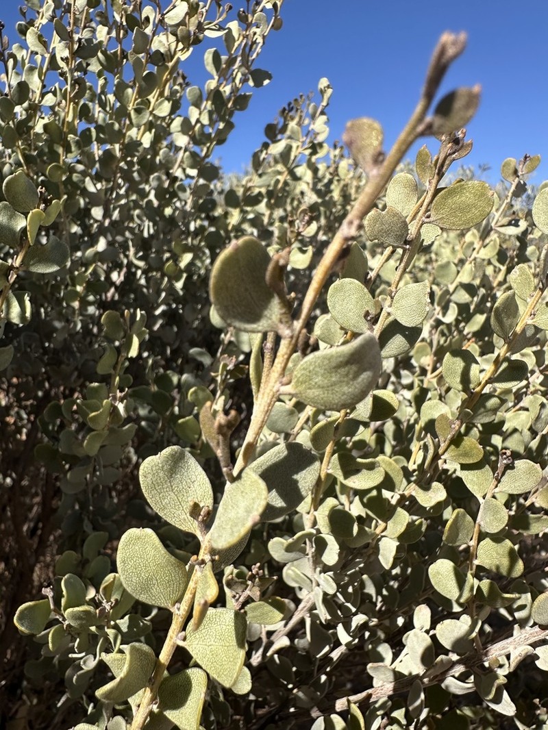 Acacia craspedocarpa photo 6