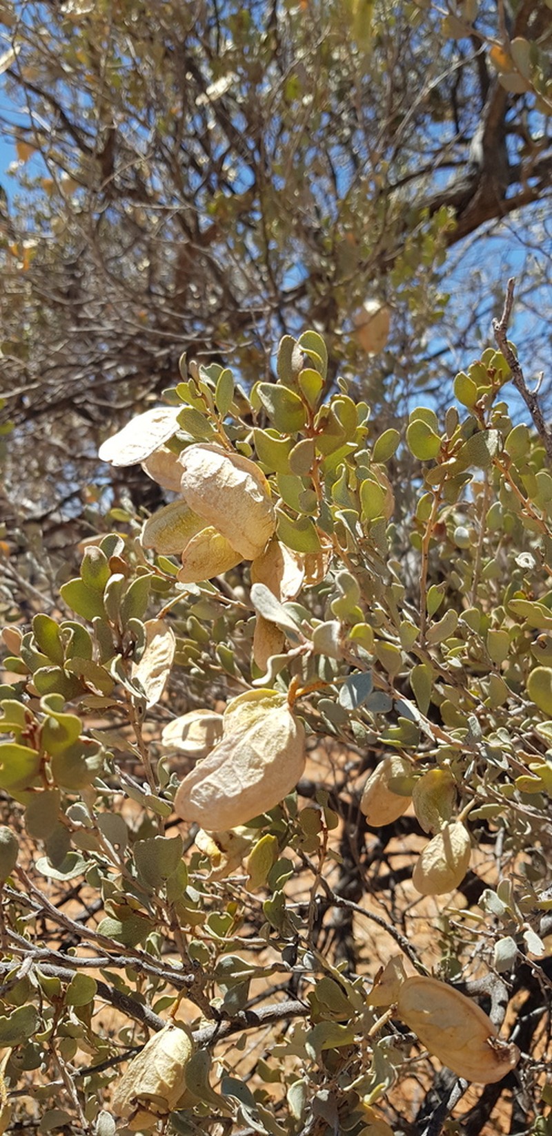Acacia craspedocarpa photo 7
