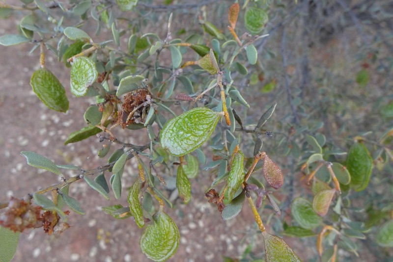 Acacia craspedocarpa photo 8