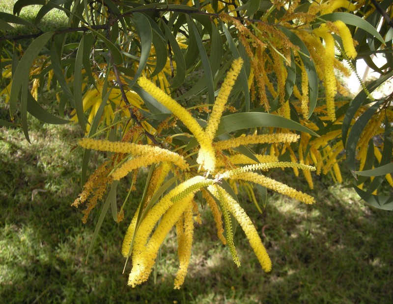 Acacia crassa