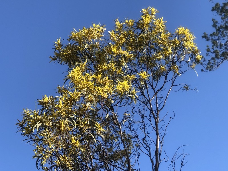 Acacia crassa photo 2