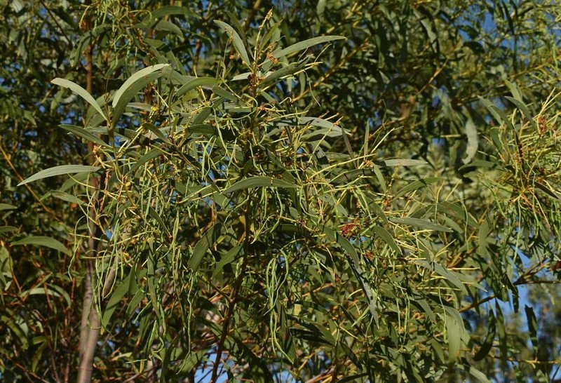 Acacia crassa photo 3