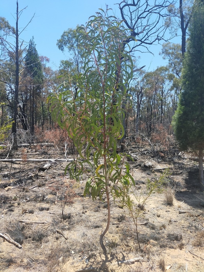 Acacia crassa photo 4