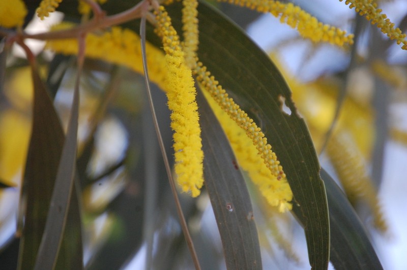 Acacia crassa photo 5