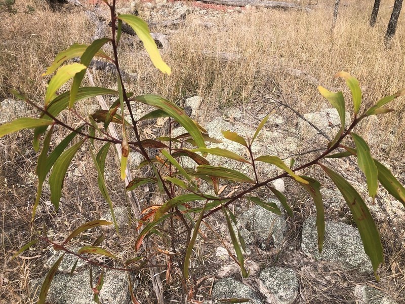 Acacia crassa photo 6
