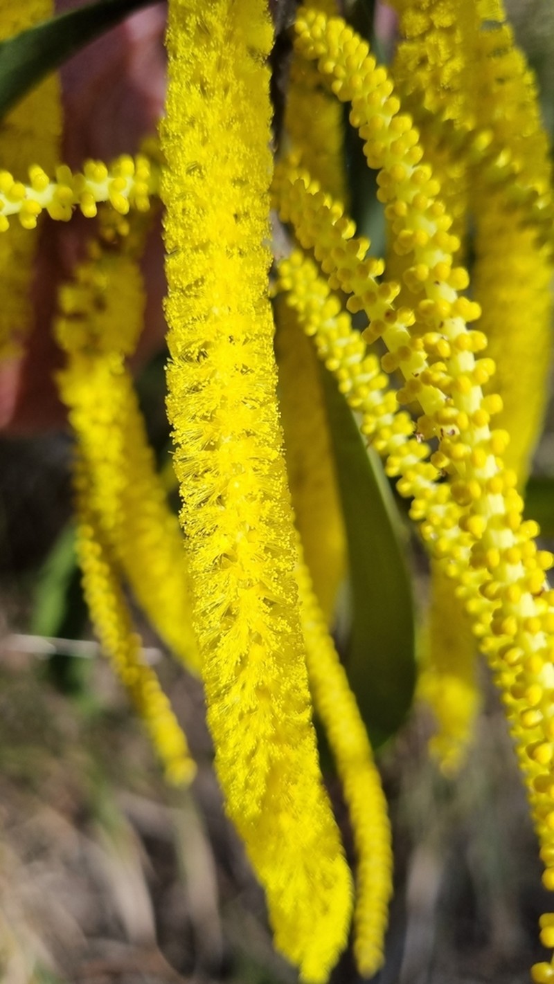 Acacia crassa photo 7