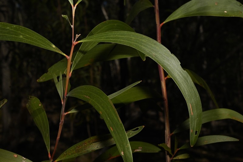 Acacia crassa photo 8