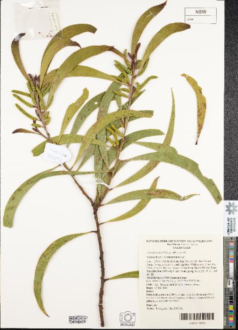 Acacia crassa subsp. crassa