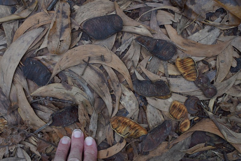 Acacia crassicarpa photo 3