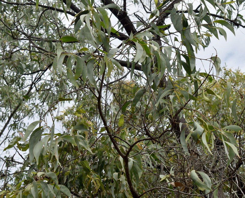Acacia crassicarpa photo 4