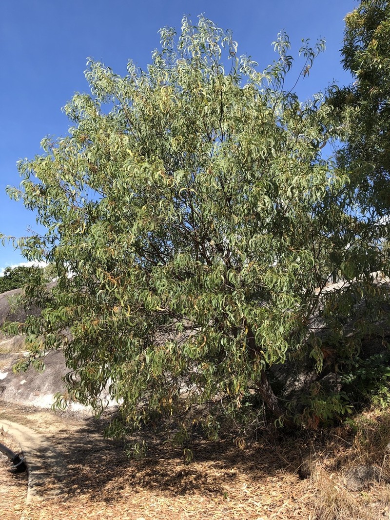 Acacia crassicarpa photo 5